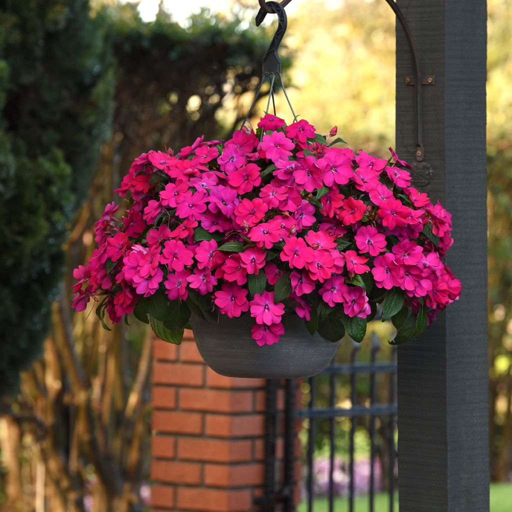Ahkeraliisa Magenta Bliss (siemenet)