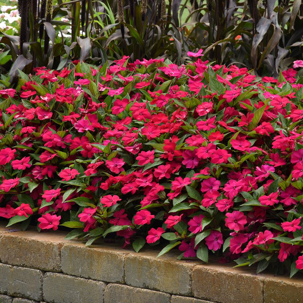 Ahkeraliisa Magenta Bliss (siemenet)
