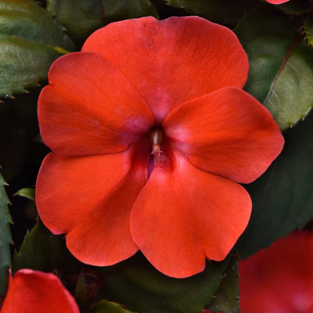 Ahkeraliisa Orange Burst (siemenet)