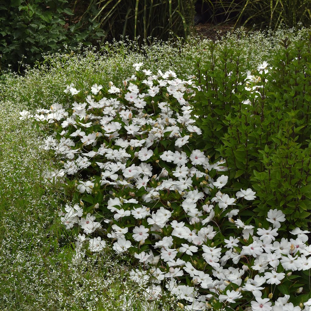 Ahkeraliisa White Pearl (siemenet)