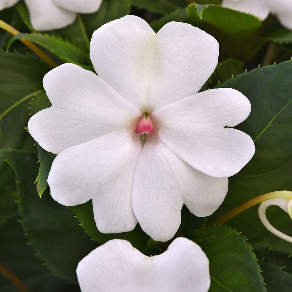 Ahkeraliisa White Pearl (siemenet)