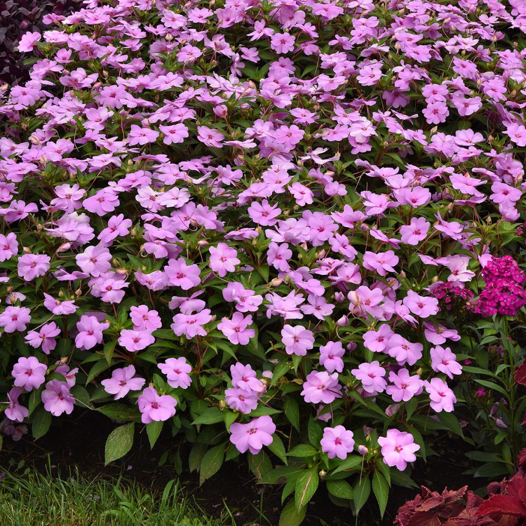 Ahkeraliisa XL Lilac Spark (siemenet)