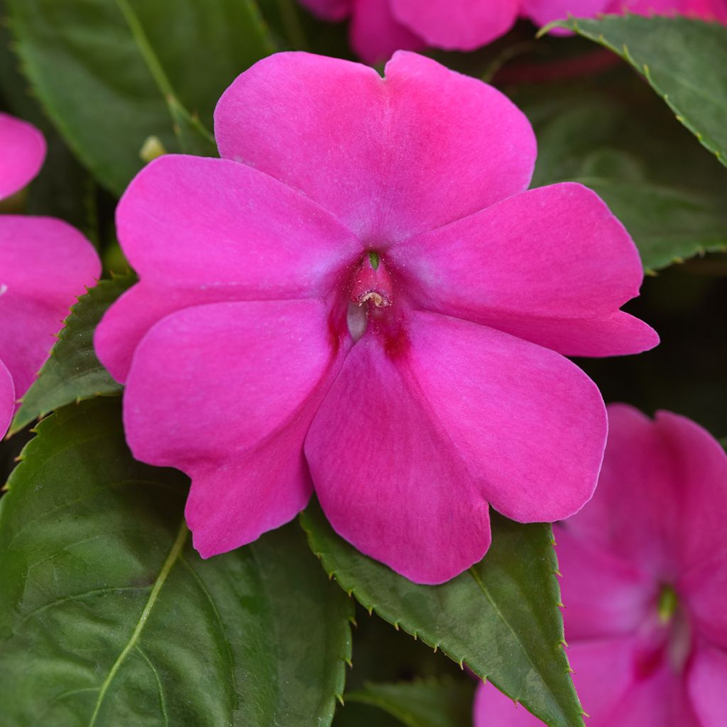 Ahkeraliisa XL Pink Jewel (siemenet)