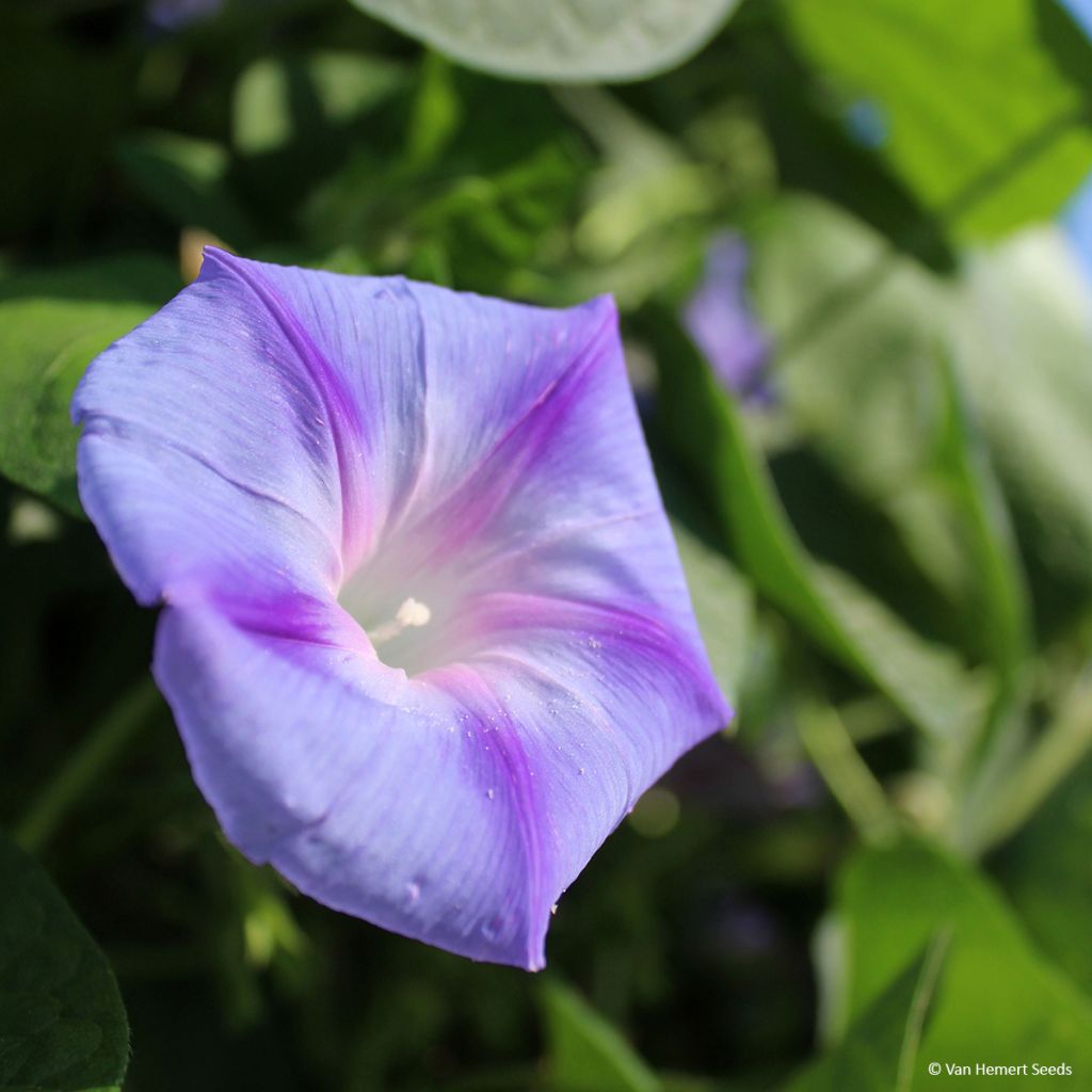 Aitoelämänlanka Dacapo Light Blue (siemenet)