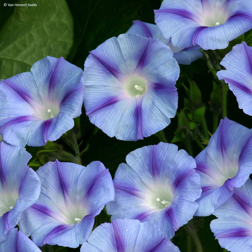 Aitoelämänlanka Dacapo Light Blue (siemenet)