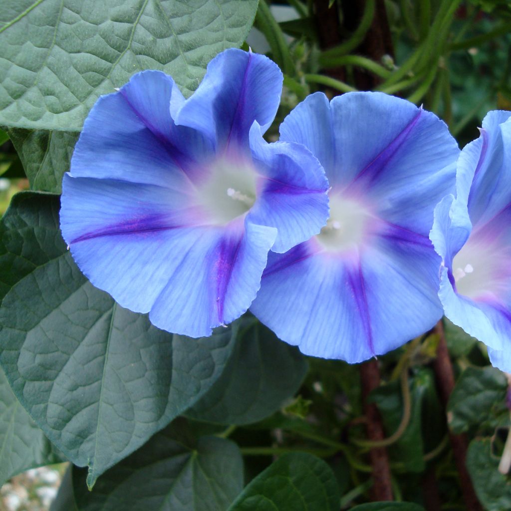 Aitoelämänlanka Dacapo Light Blue (siemenet)