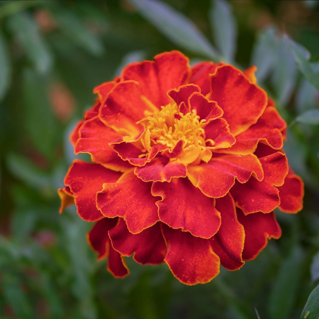 Ryhmäsamettikukka Scarlet Sophie (siemenet)