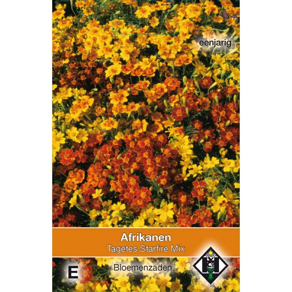 Graines d'Œillet d'inde Starfire - Tagetes tenuifolia