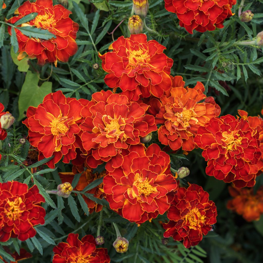Ryhmäsamettikukka Durango Red (siemenet)