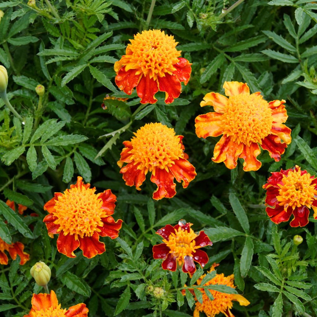 Ryhmäsamettikukka Orange Flame (siemenet)