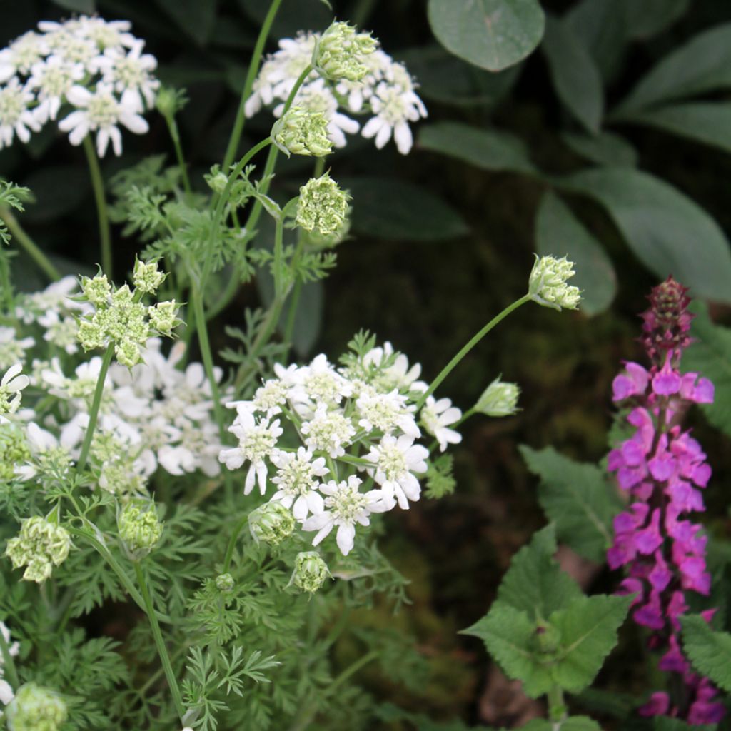 Orlaya grandiflora (siemenet)