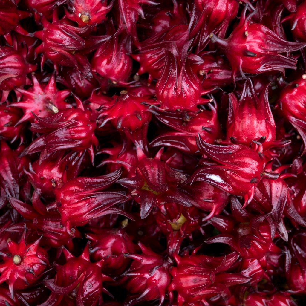 Teehibiskus (siemenet) - Hibiscus sabdariffa