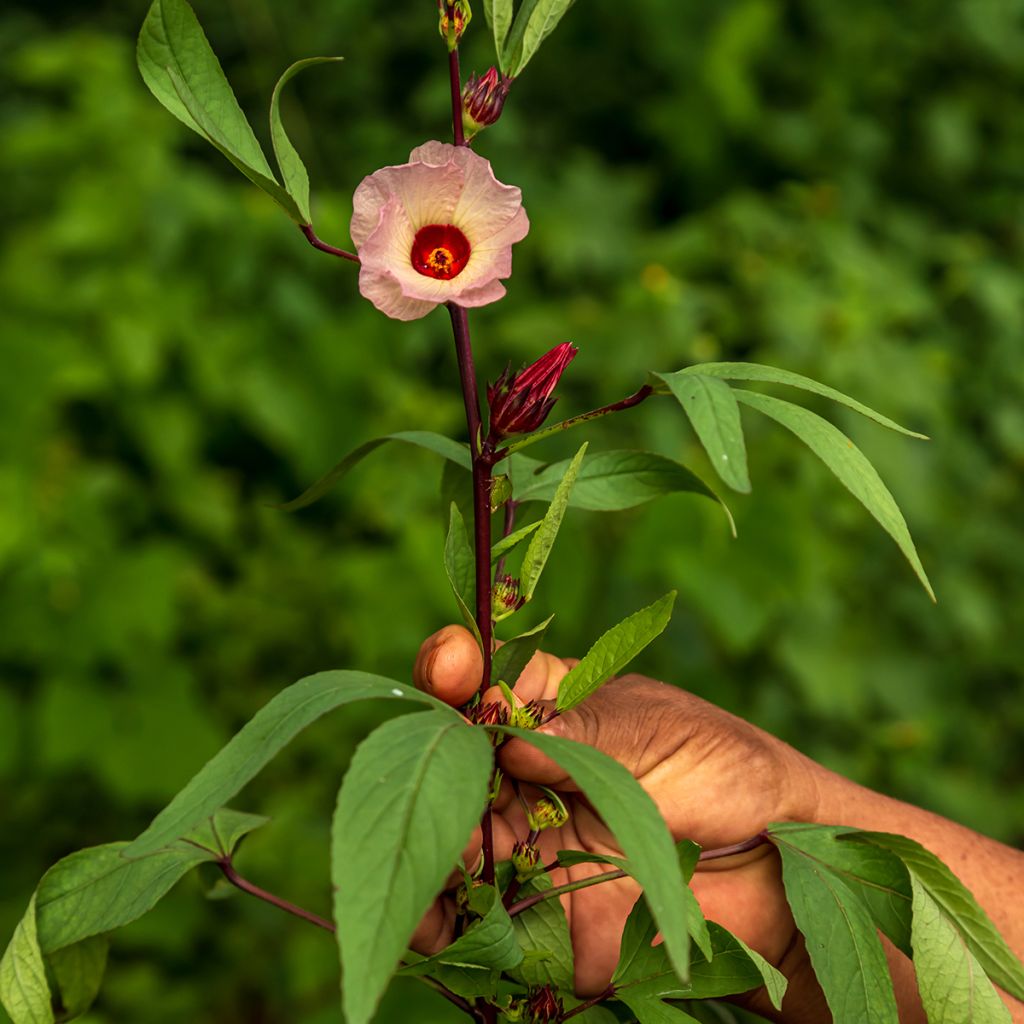 Teehibiskus (siemenet) - Hibiscus sabdariffa