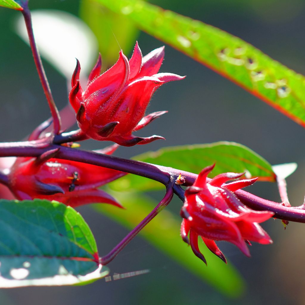 Teehibiskus (siemenet) - Hibiscus sabdariffa