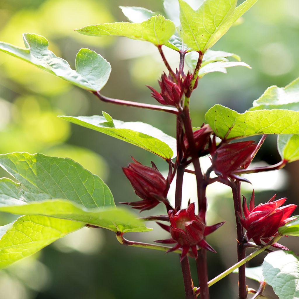 Teehibiskus (siemenet) - Hibiscus sabdariffa