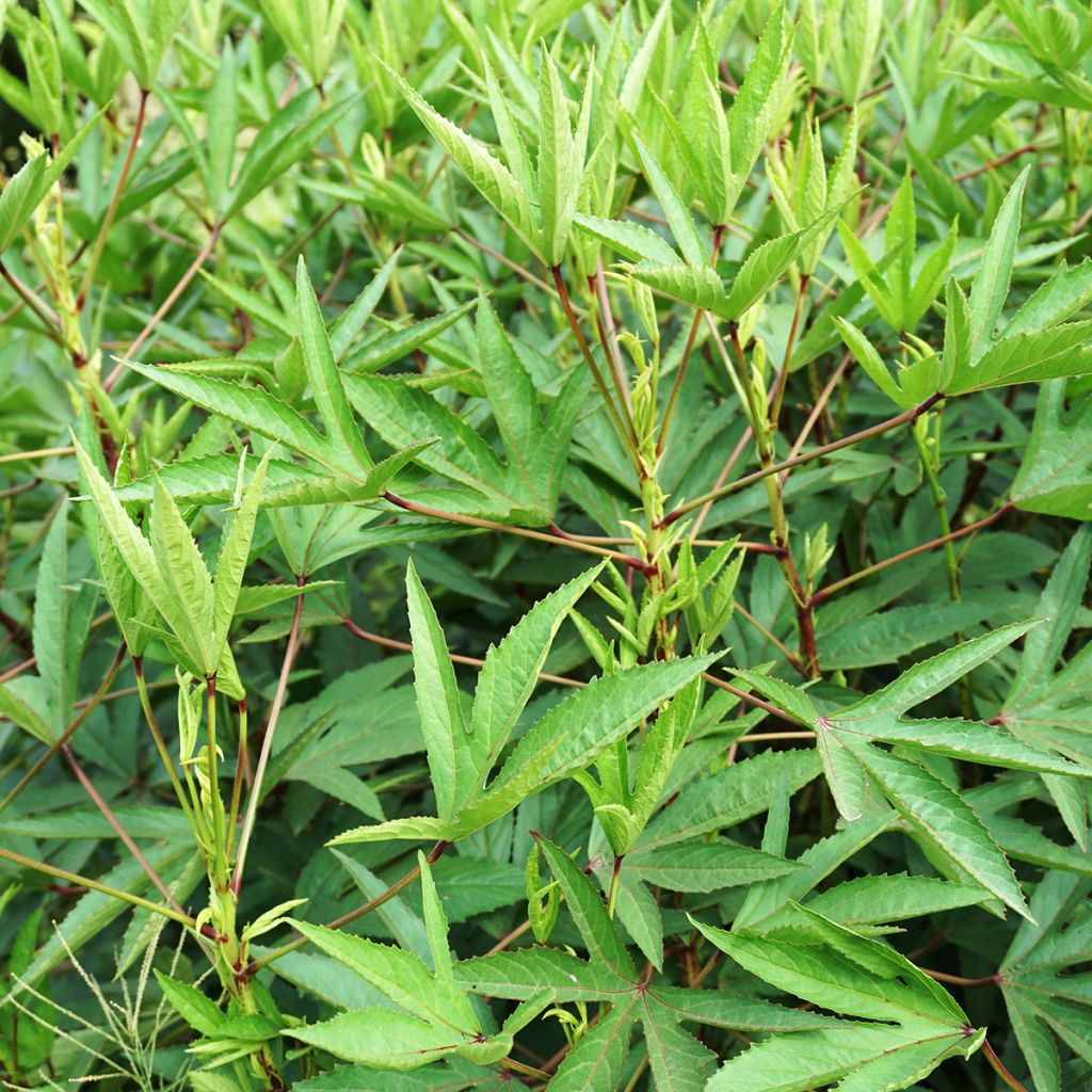 Teehibiskus (siemenet) - Hibiscus sabdariffa