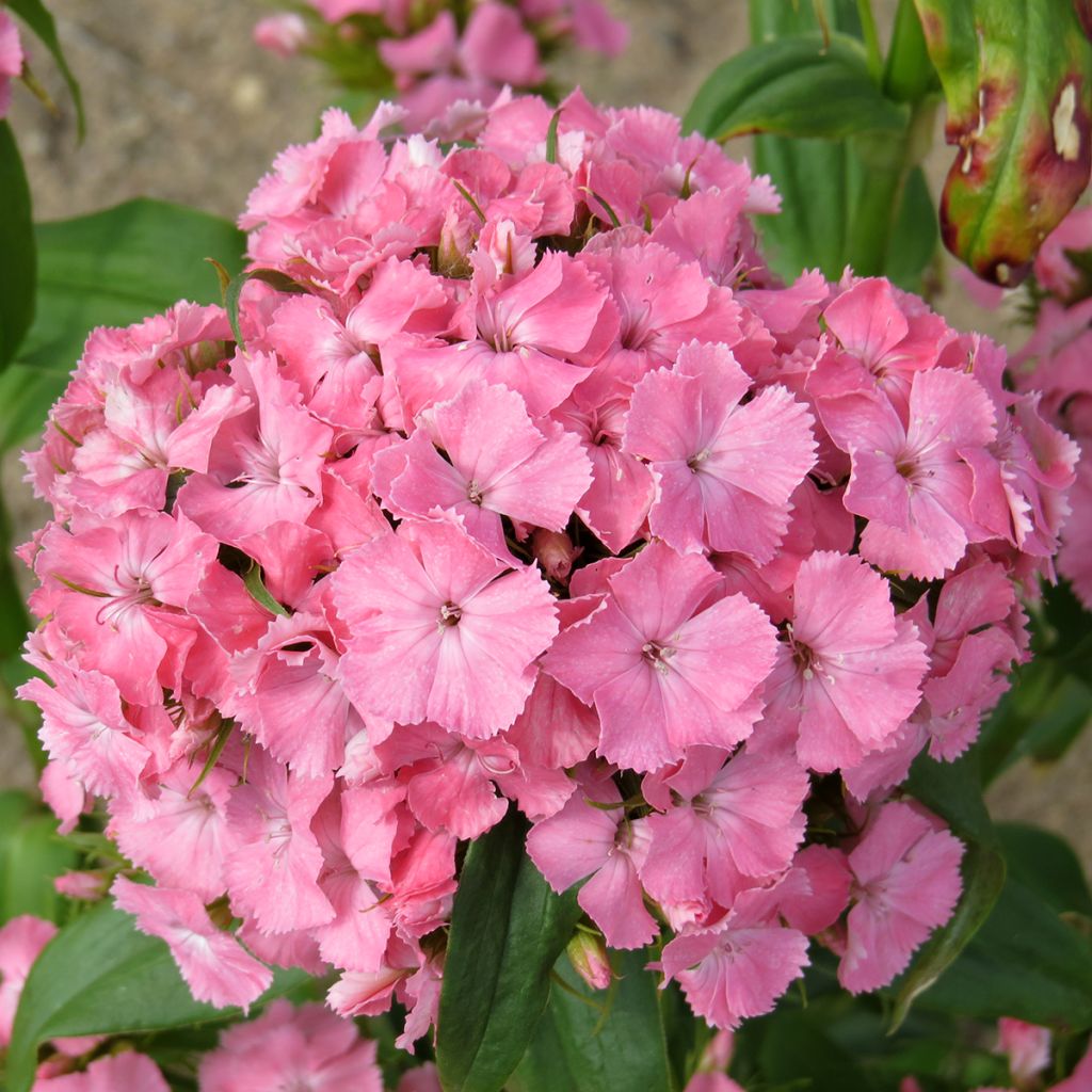 Harjaneilikka Etournelle Light Salmon (siemenet)