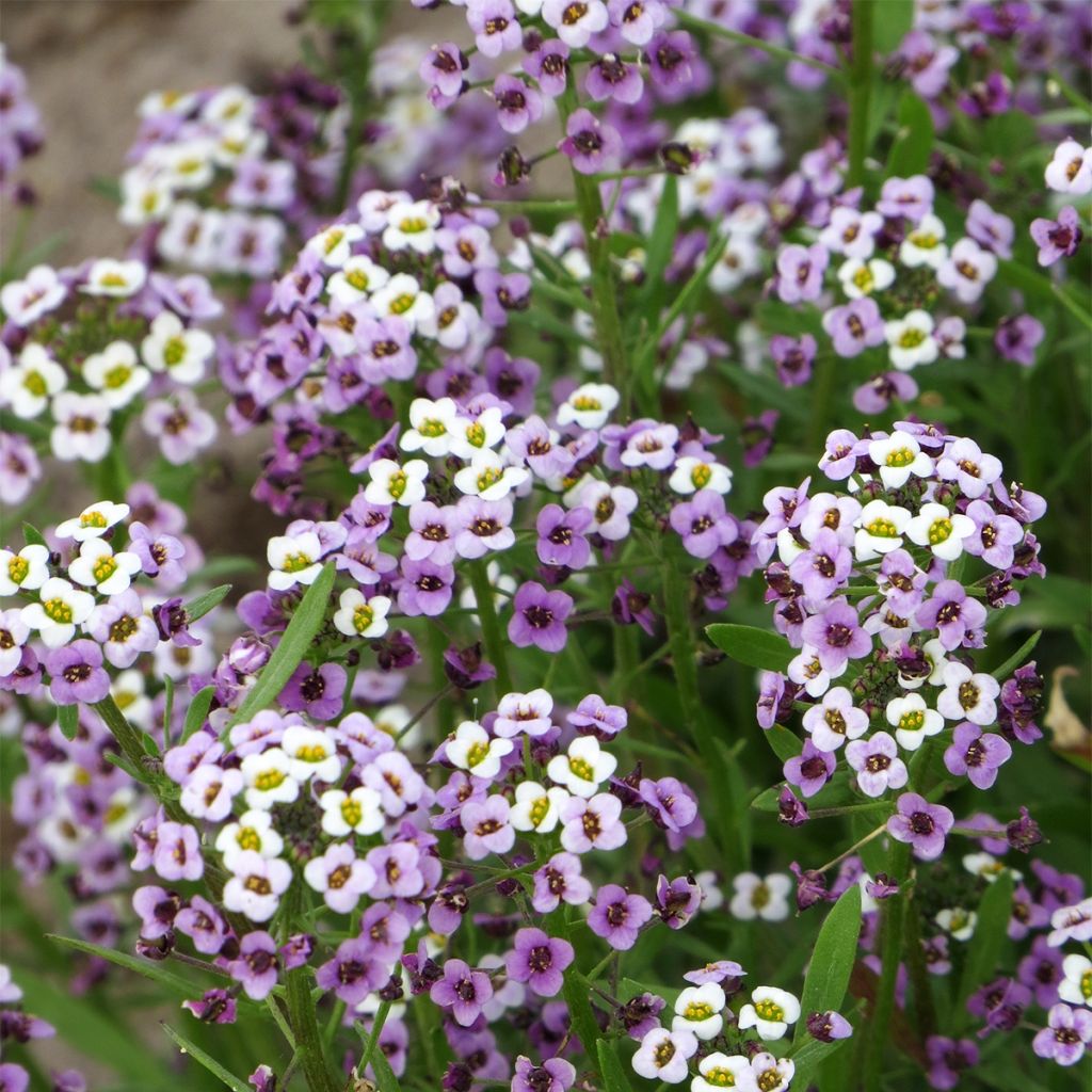 Tuoksupielus Royal Carpet (siemenet)