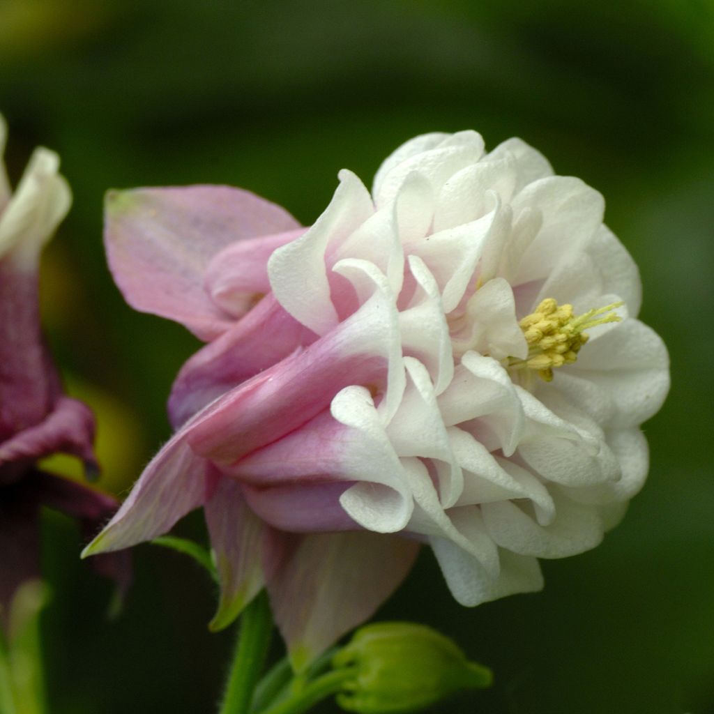 Lehtoakileija Pink Petticoat (siemenet)