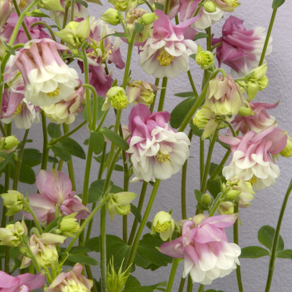 Lehtoakileija Pink Petticoat (siemenet)