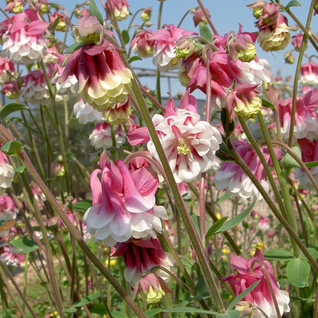Lehtoakileija Pink Petticoat (siemenet)