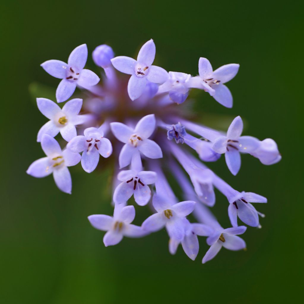 Sinimaratti (siemenet) - Asperula orientalis