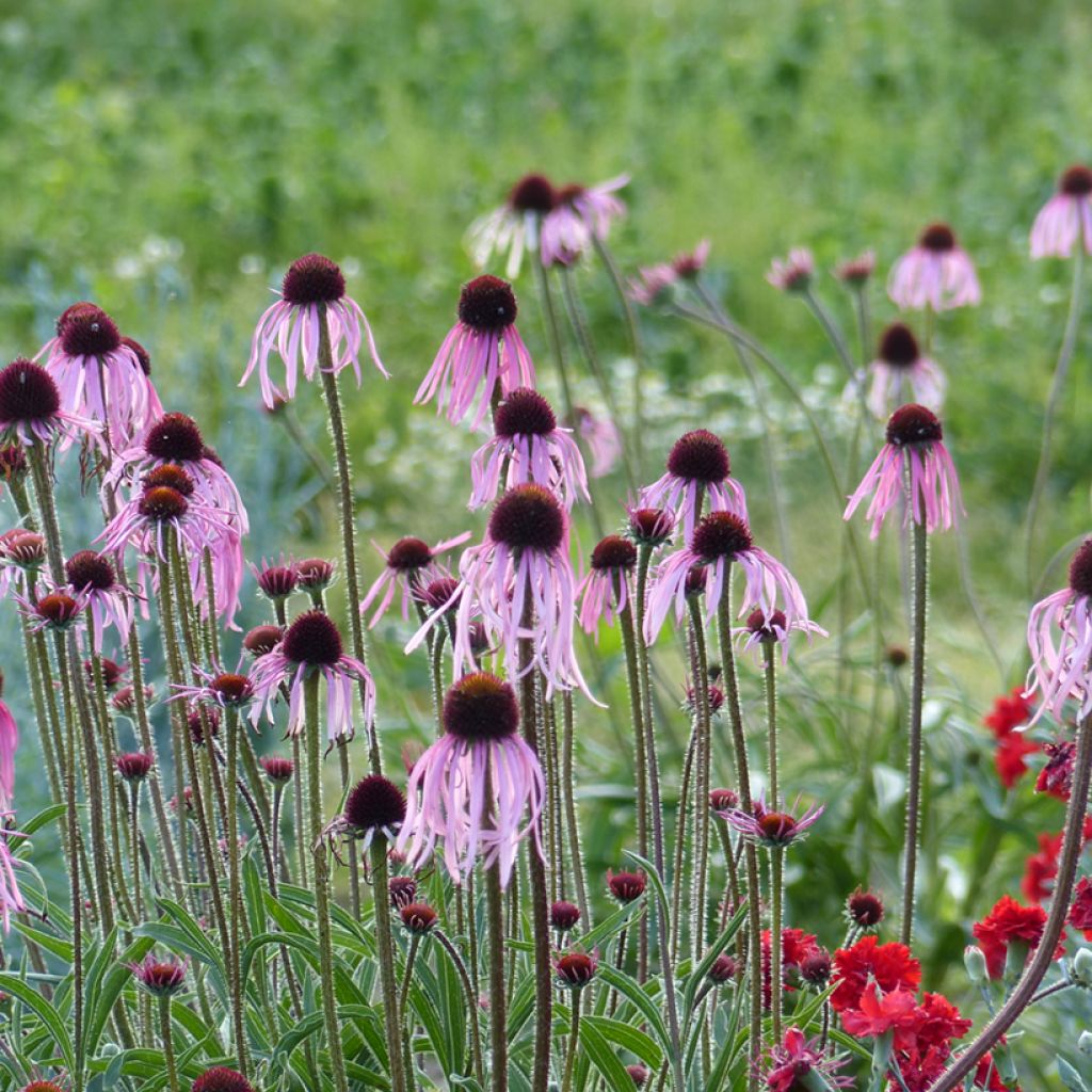 Rohtopunahattu (siemenet) - Echinacea pallida