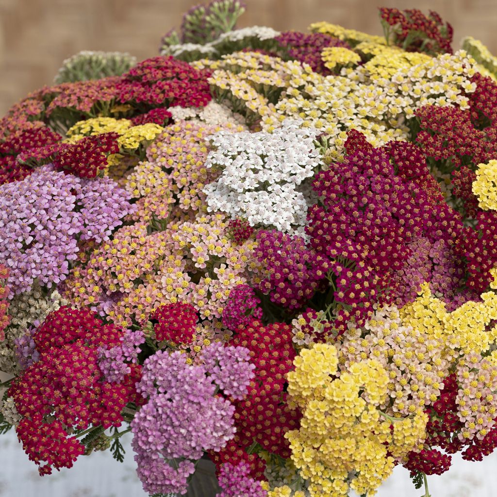 Siankärsämö Flowerburst Fruitbowl (siemenet)
