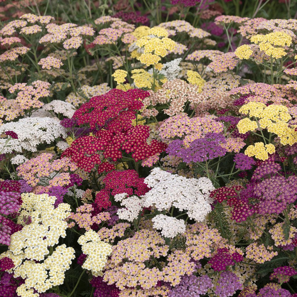 Siankärsämö Flowerburst Fruitbowl (siemenet)