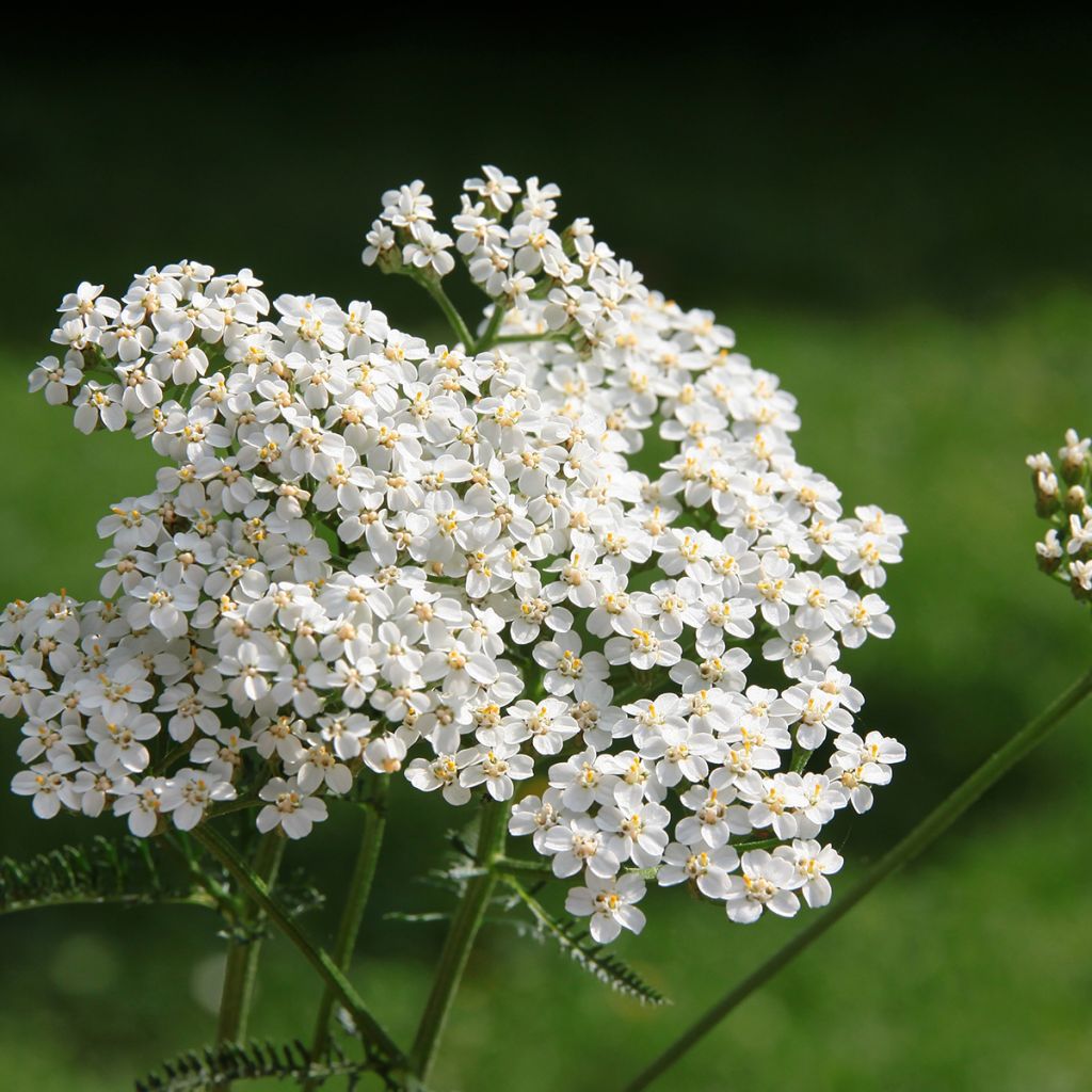Siankärsämö (siemenet) - Achillea millefolium
