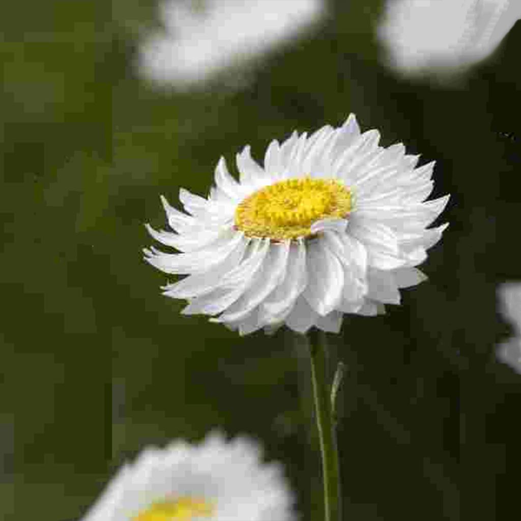 Rodanthe acrocephala subsp. roseum Blanche (siemenet)