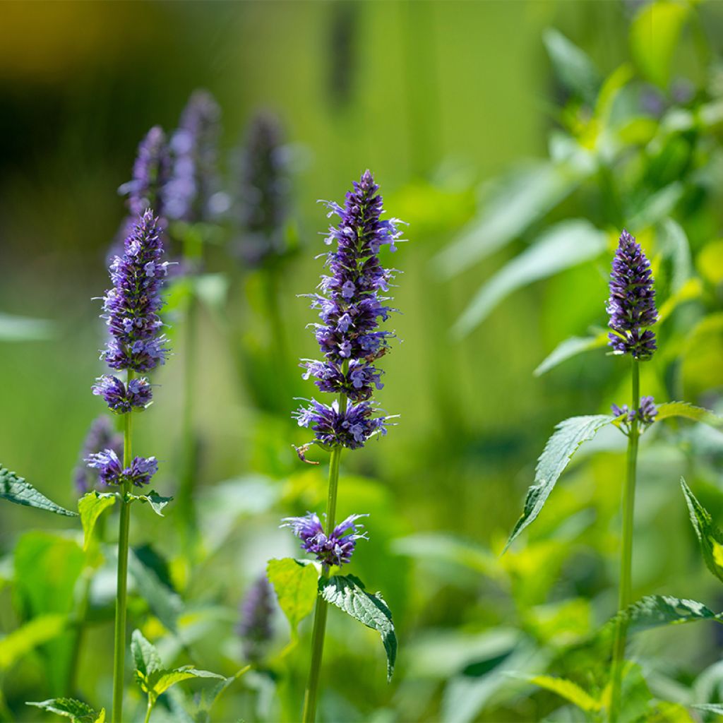 Koreaniiso luomu (siemenet) - Agastache rugosa