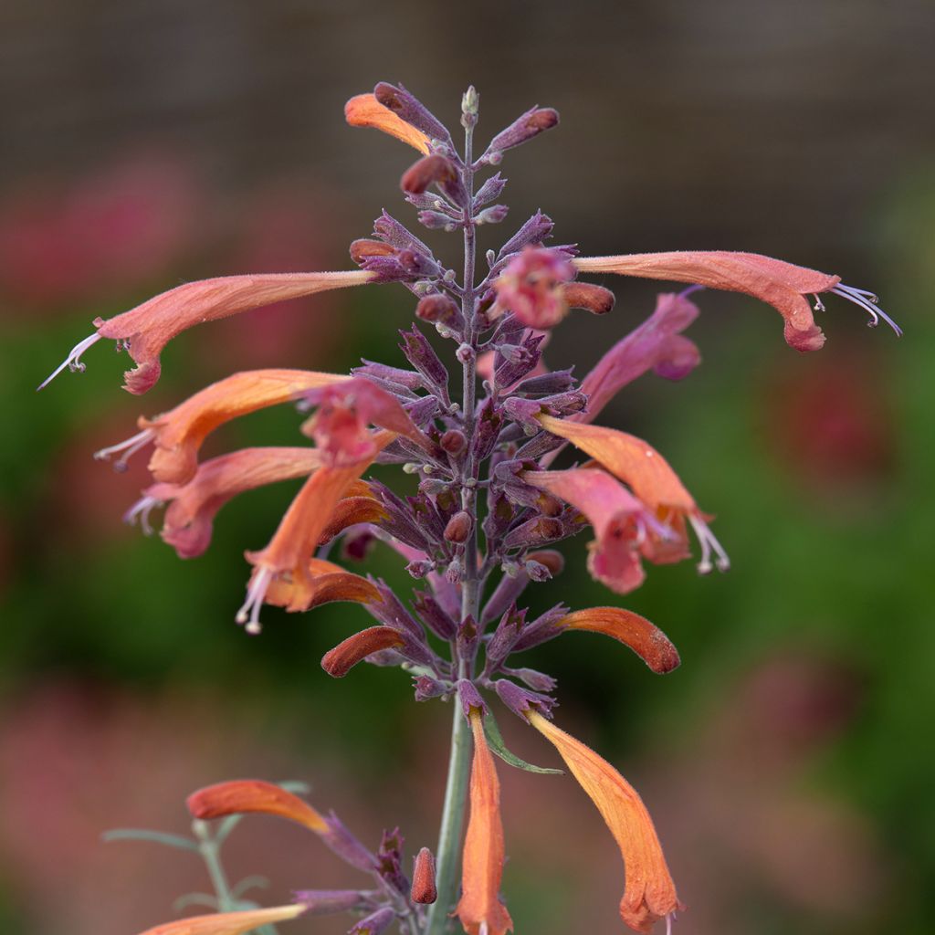 Iiso Apache Sunset (siemenet)