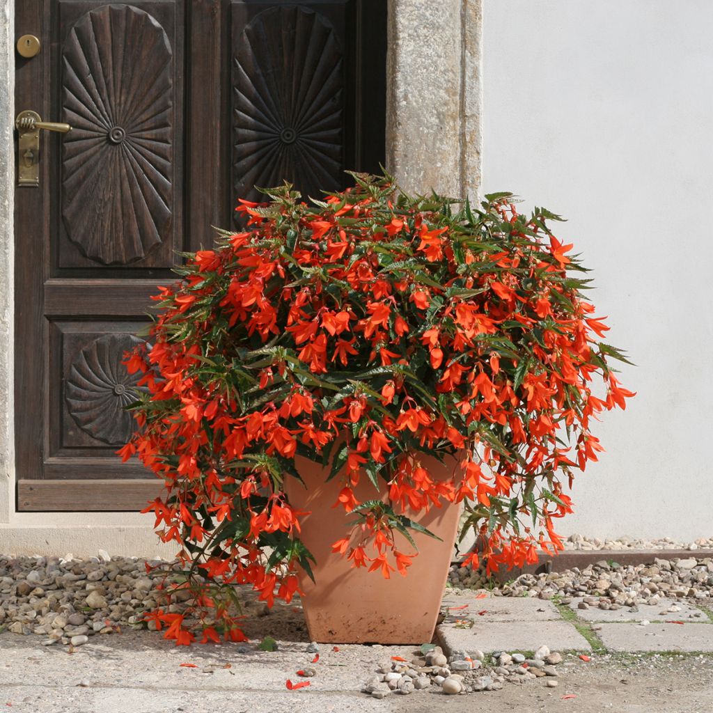 Riippubegonia Copacabana F1 Orange (päällystetyt siemenet)