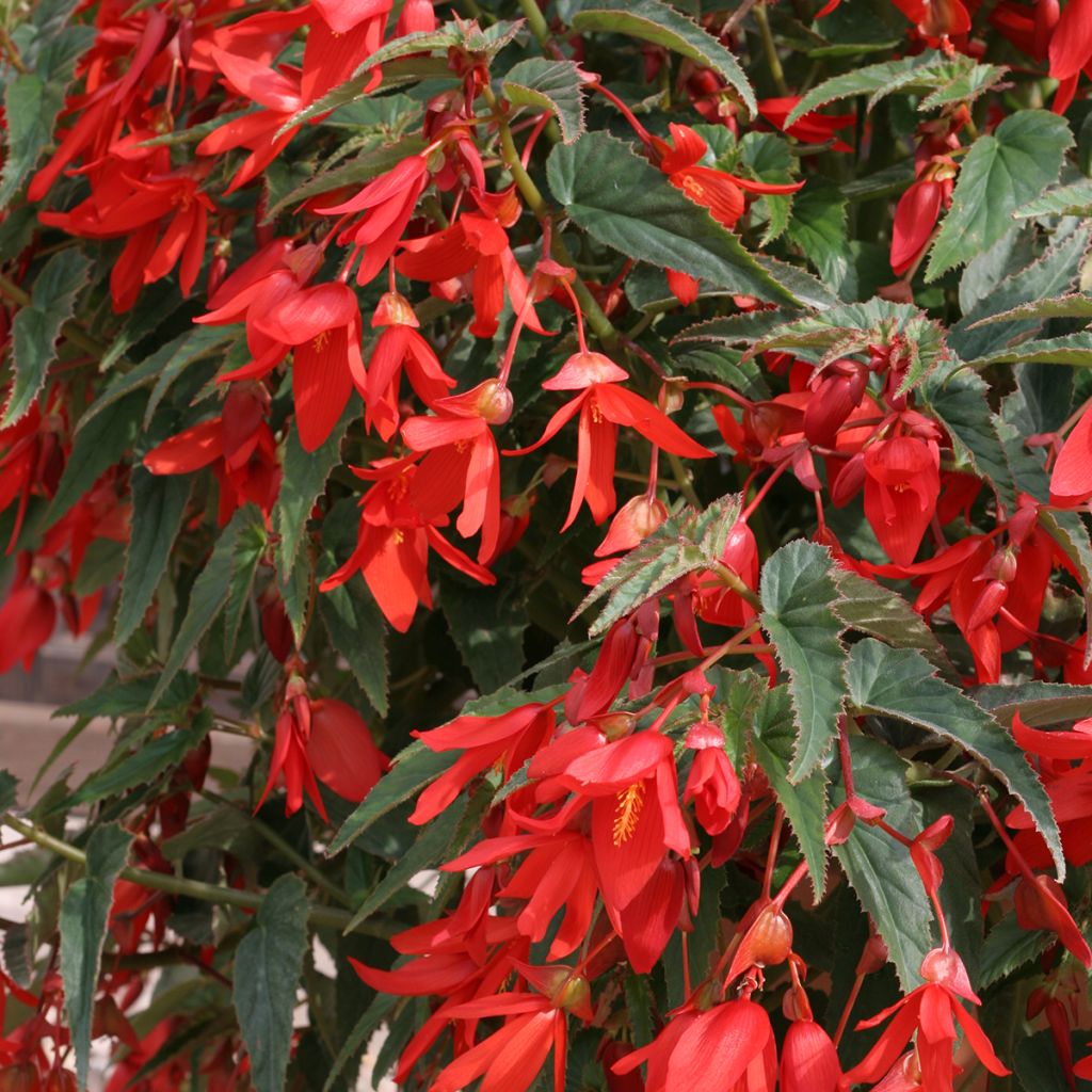 Riippubegonia Copacabana F1 Red (päällystetyt siemenet)