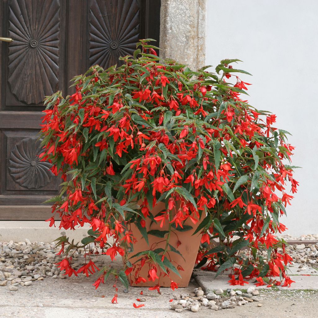 Riippubegonia Copacabana F1 Red (päällystetyt siemenet)