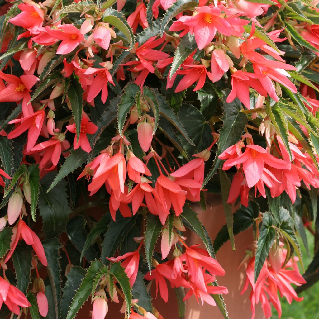 Riippubegonia Copacabana F1 Salmon (päällystetyt siemenet)