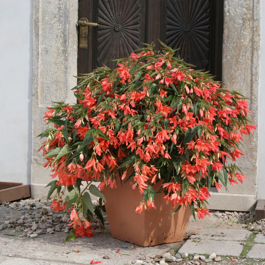Riippubegonia Copacabana F1 Salmon (päällystetyt siemenet)