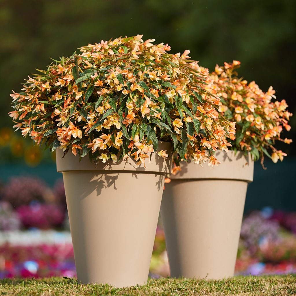 Riippubegonia Copacabana F1 Tricolour (päällystetyt siemenet)