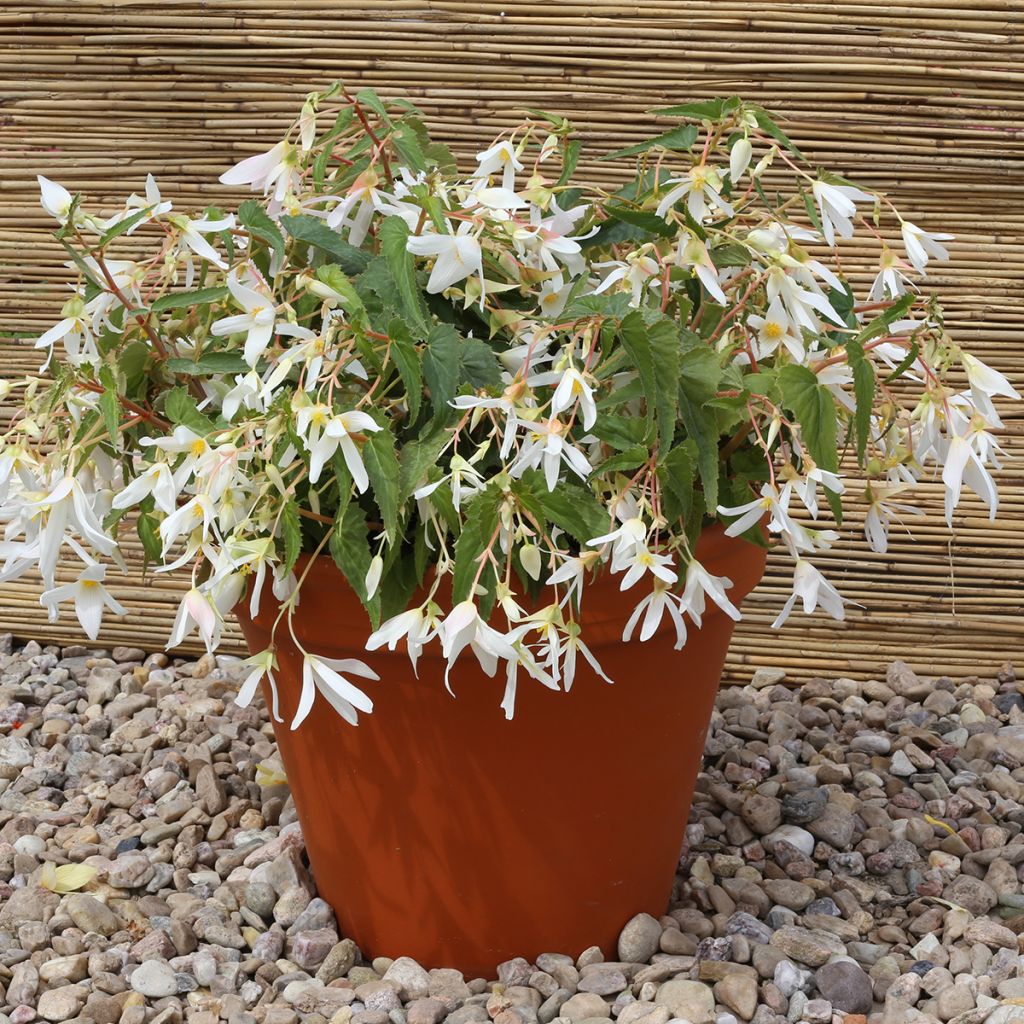 Riippubegonia Copacabana F1 White (päällystetyt siemenet)