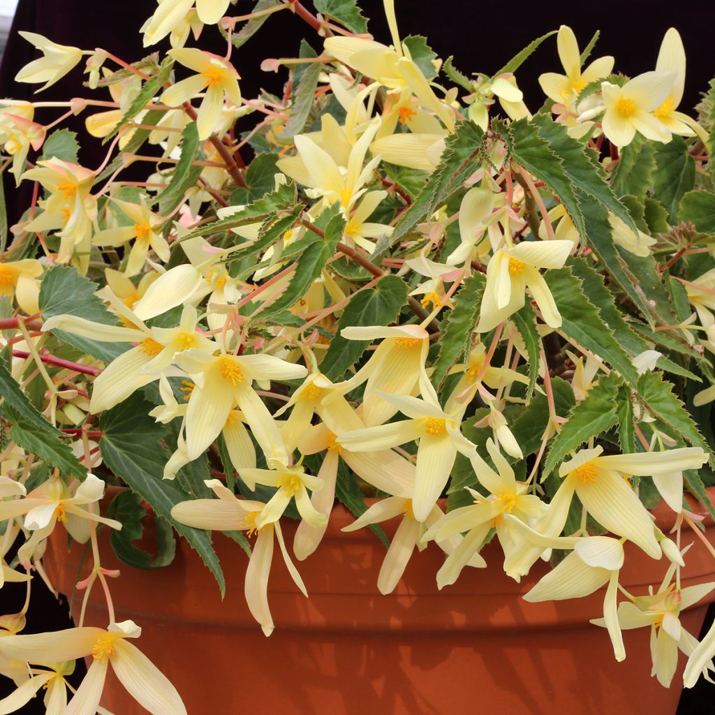 Riippubegonia Copacabana F1 Yellow (päällystetyt siemenet)