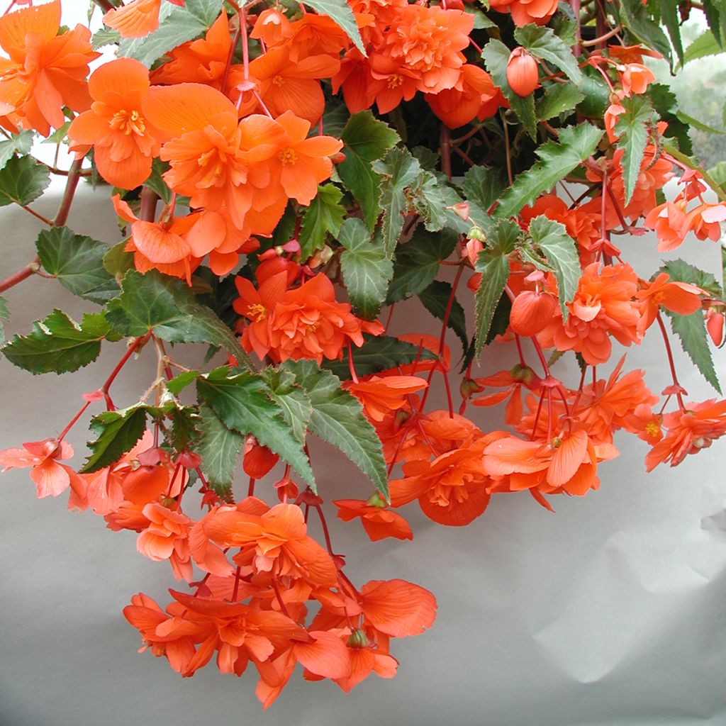 Riippubegonia Chanson F1 Salmon (päällystetyt siemenet)