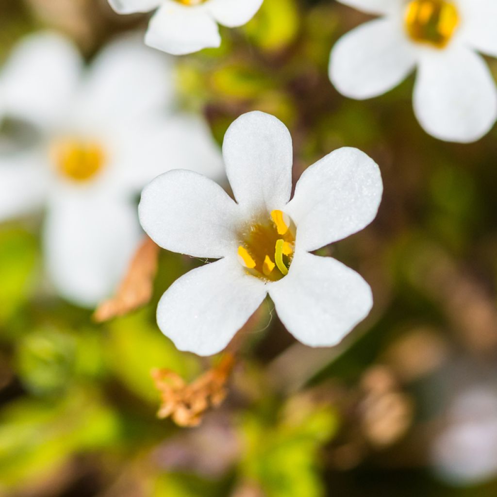 Lumihiutale Snowtopia White (siemenet)
