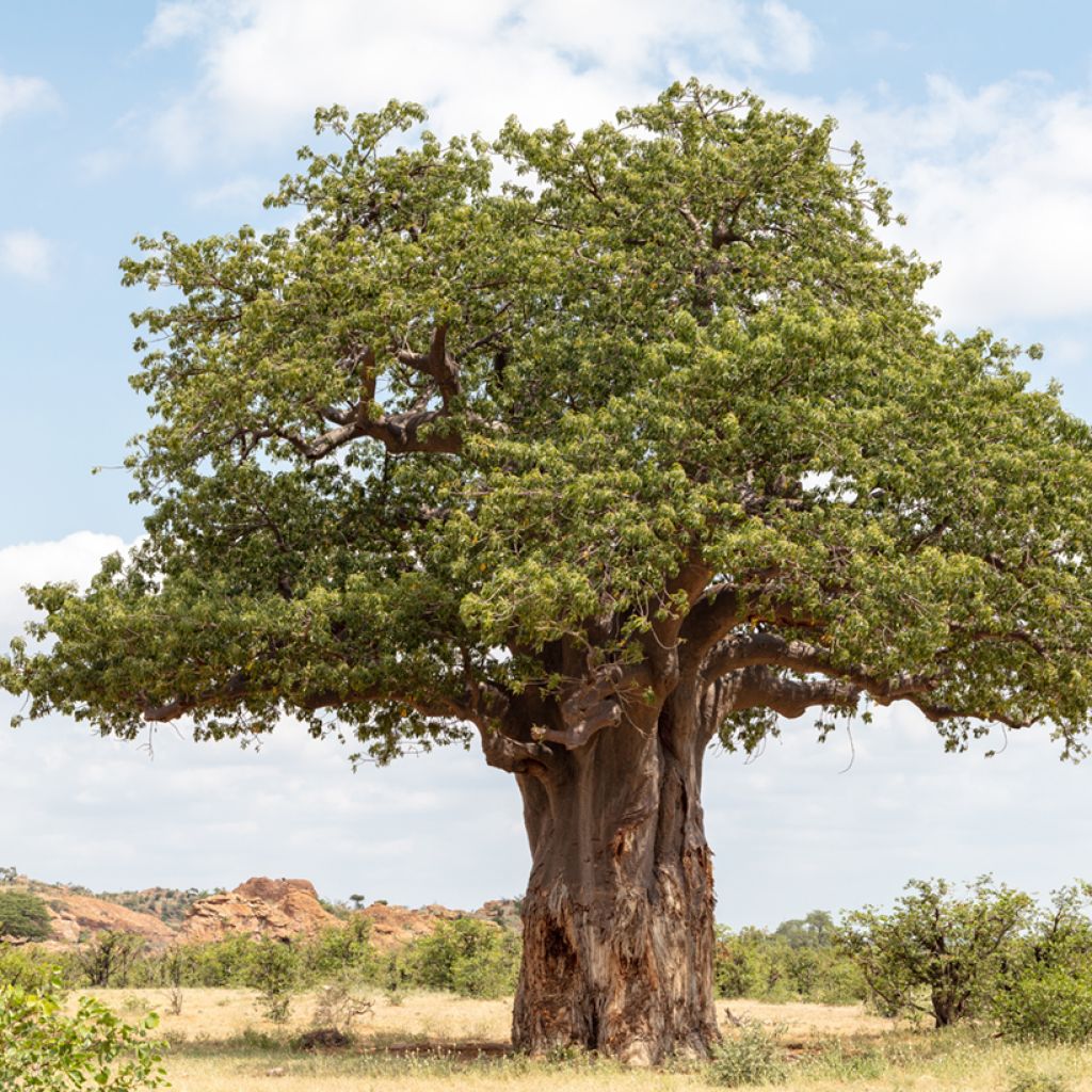 Apinanleipäpuu (siemenet) - Adansonia digitata