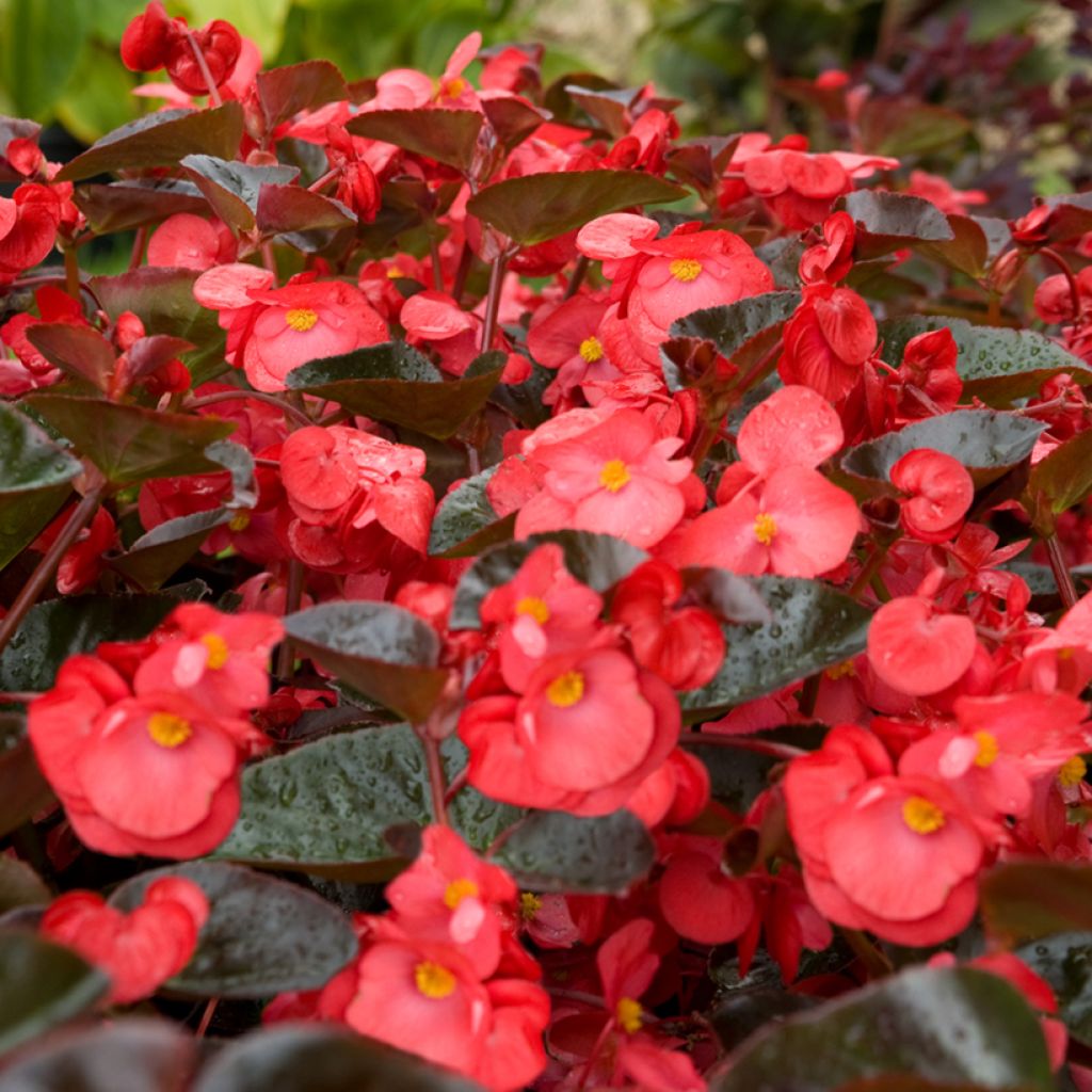 Kesäbegonia F1 Big Red Bronze Leaf (siemenet)