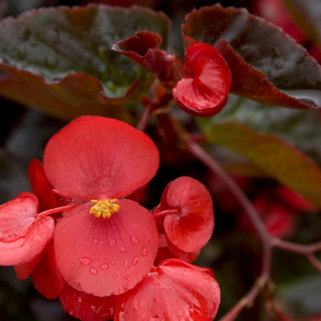 Kesäbegonia F1 Big Red Bronze Leaf (siemenet)