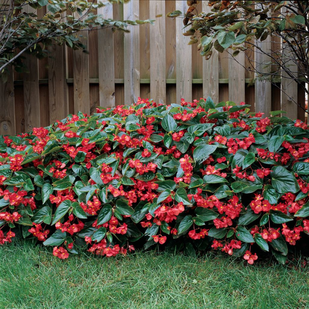 Kesäbegonia Dragon Wing (siemenet)