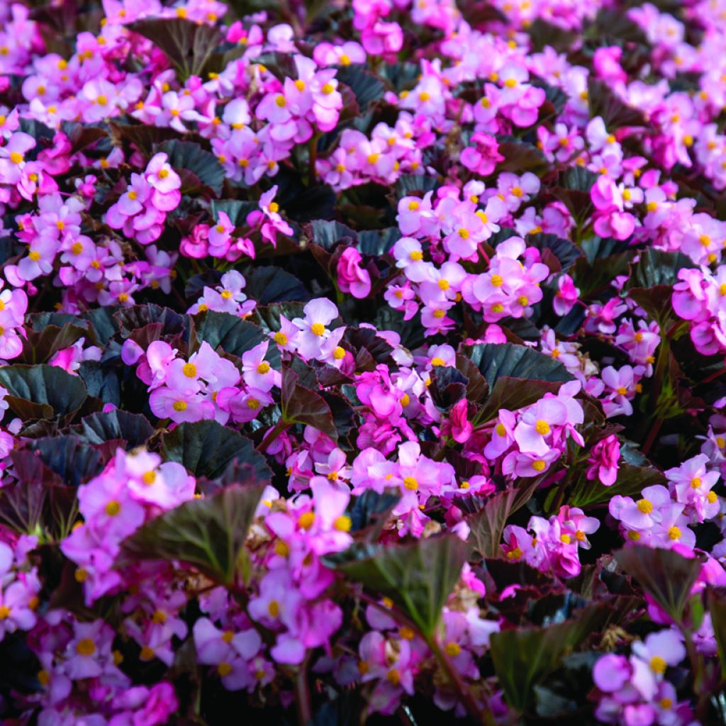 Kesäbegonia Stonehedge Light Pink Bronze Leaf (siemenet)