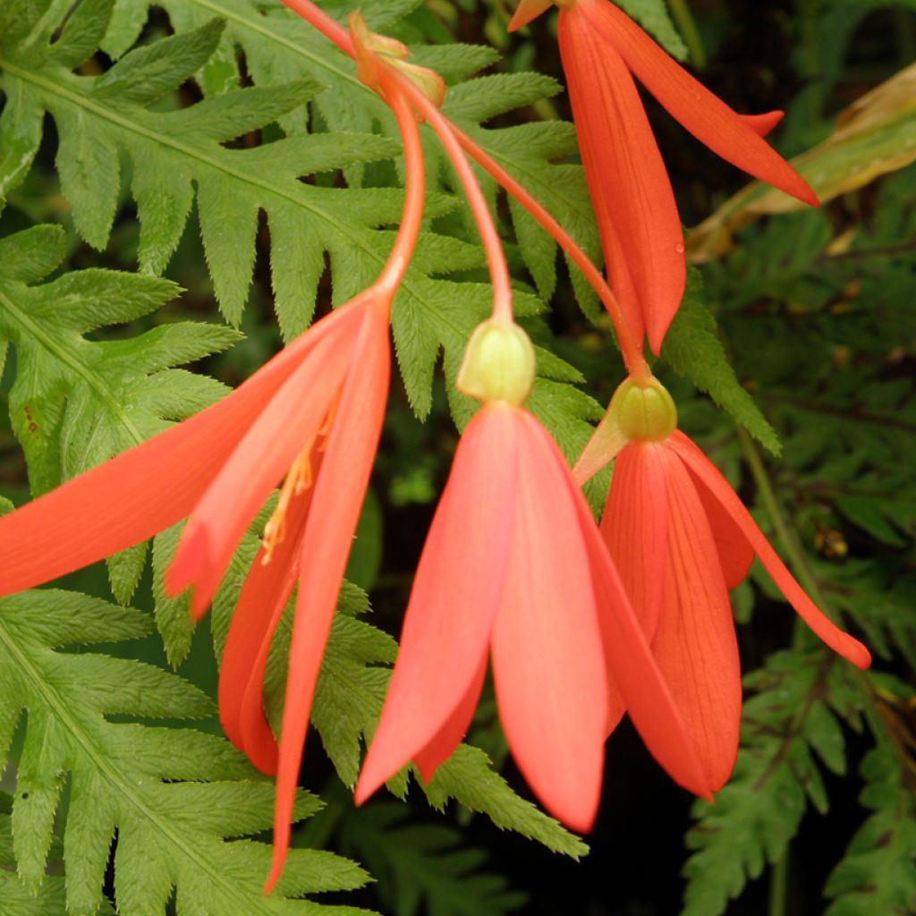Riippubegonia (siemenet) - Begonia boliviensis
