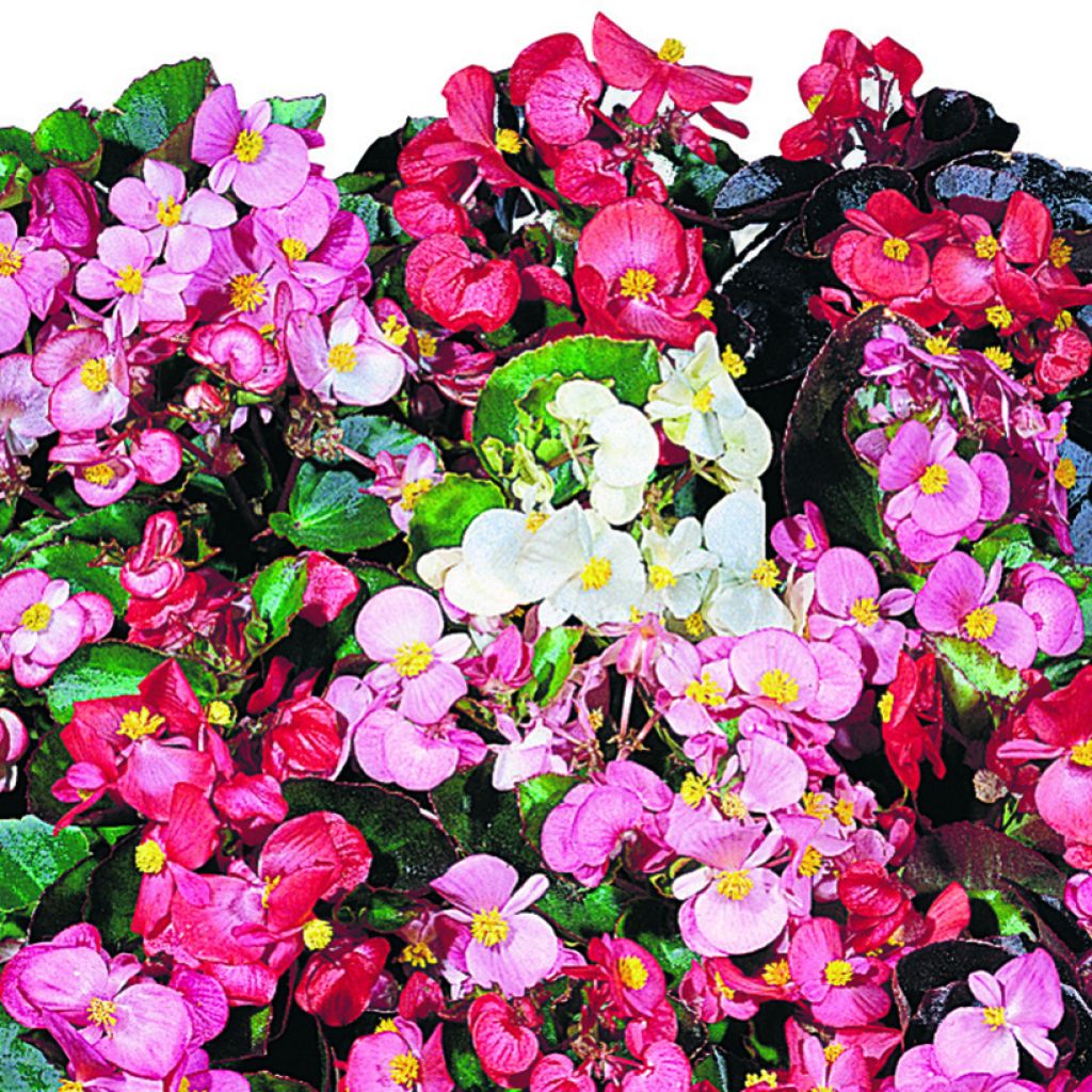 Kesäbegonia Organdy F1 Mix (siemenet)